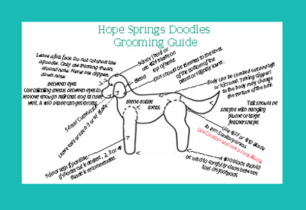 Hope Springs Doodles Grooming Guide