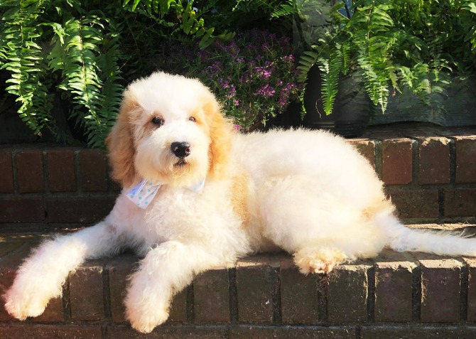 teddy bear labradoodle