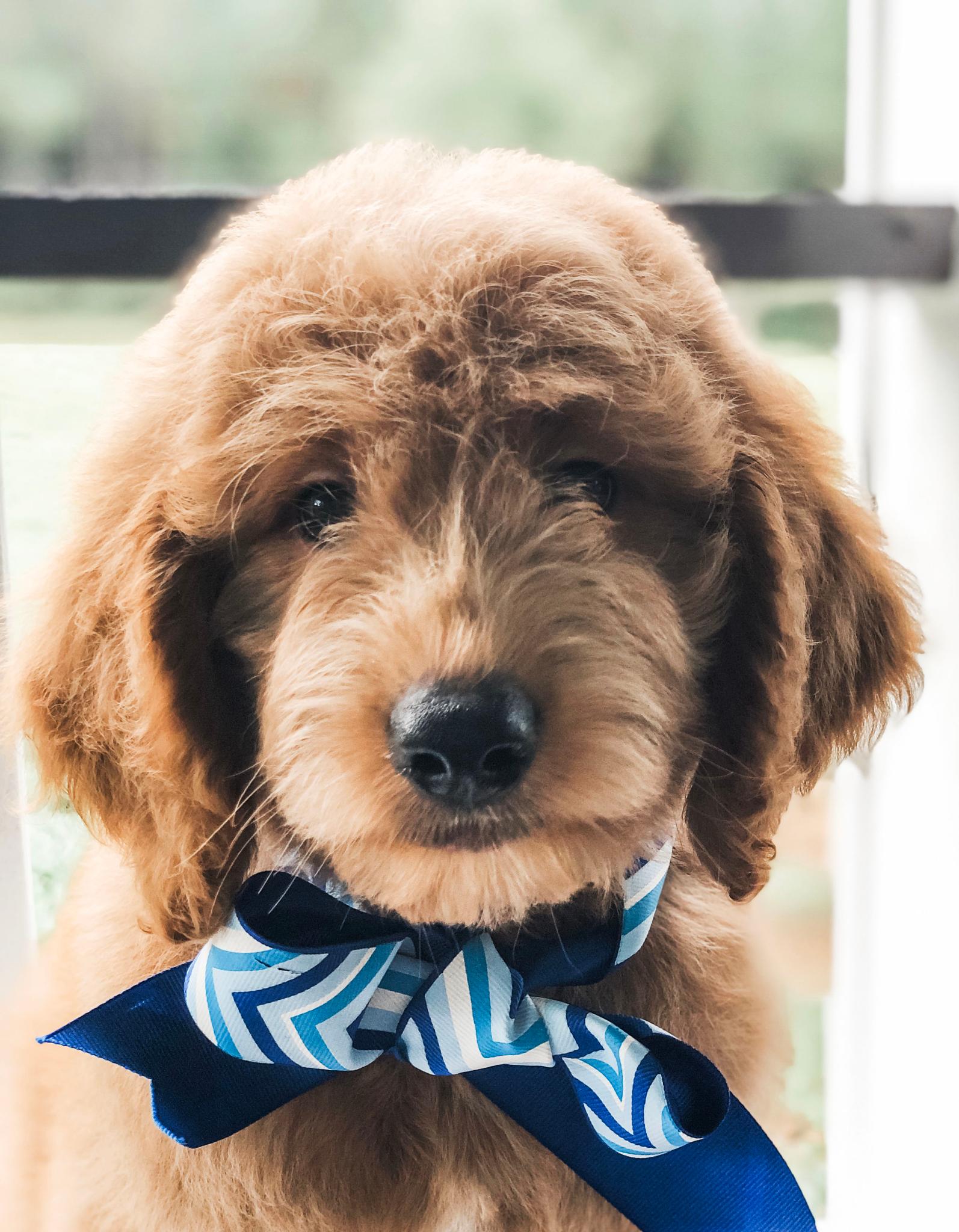 Golden Doodle Puppy with blue stripe scarf